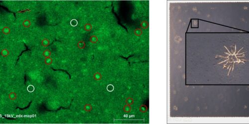 HyFaB-Qualle-Bild-breit (1)